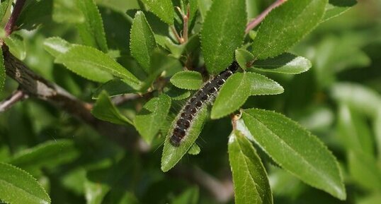 Chenille du Bombyx laineux