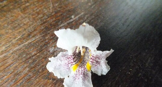 Fleur de catalpa