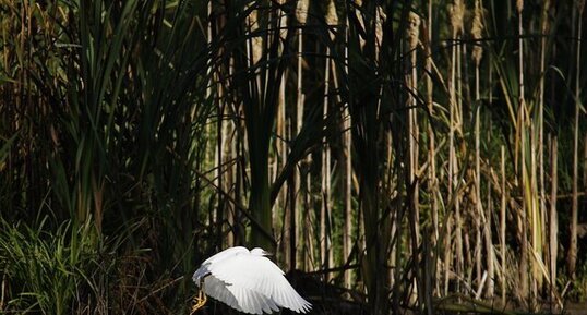 Aigrette garzette (3)