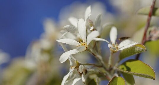 Fleur d'amélanchier