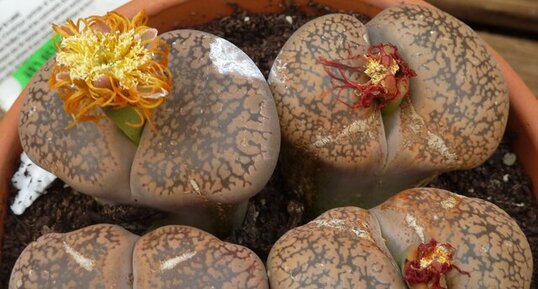 Lithops