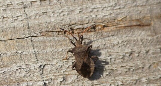 Coreus marginatus