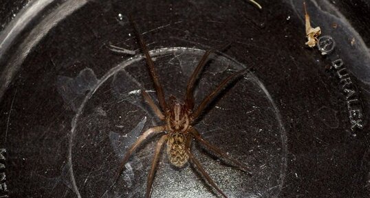 Tegenaria sp.