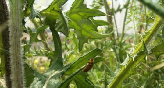 Larve de coccinelle