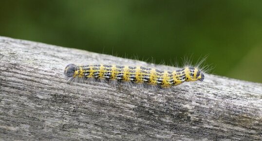 Chenille de la Bucéphale