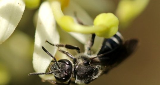 Abeille Halicte femelle