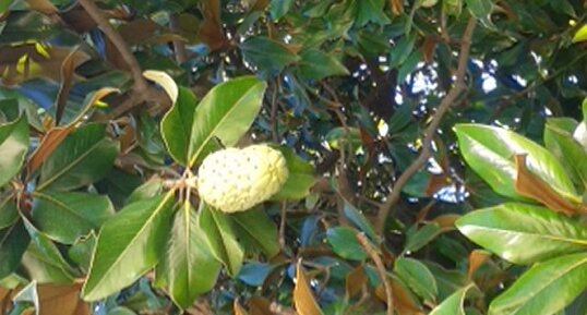 Magnolia a grande fleur