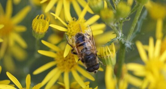 Eristalis tenax - sous réserve