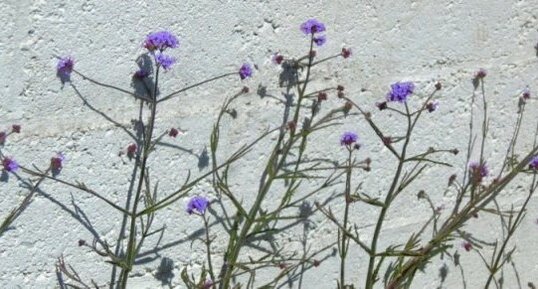 Verveine de Buenos Aires (verbena bonariensis)