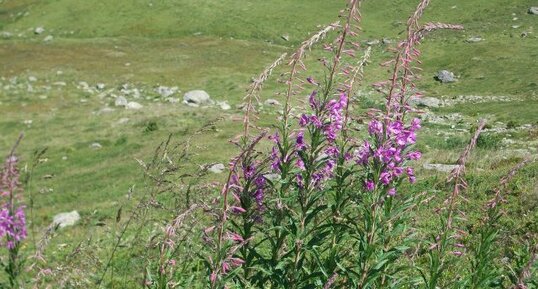 Epilobe en épi, Epilobium angustifolium