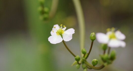 Fleur de Plantain d eau