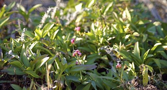 Valériane officinale