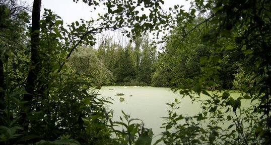 Fenêtre sur le marais