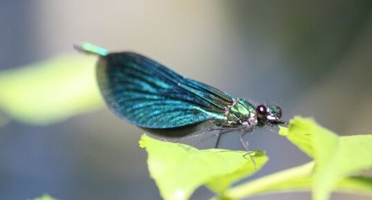 Calopteryx splendens - mâle