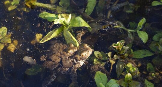 Amplexus de Crapauds communs - sous réserve