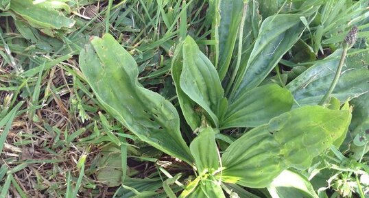 Plantain lancéolé