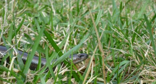 Orvet fragile, Anguis fragilis