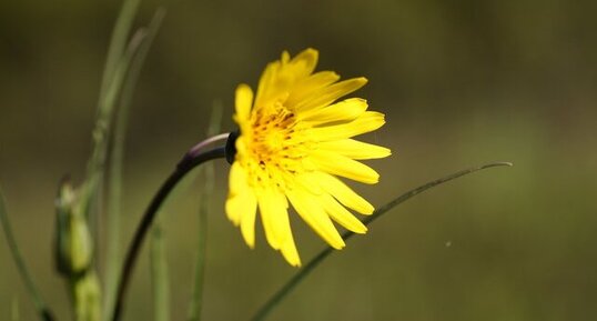 Fleur de salsifis des prés