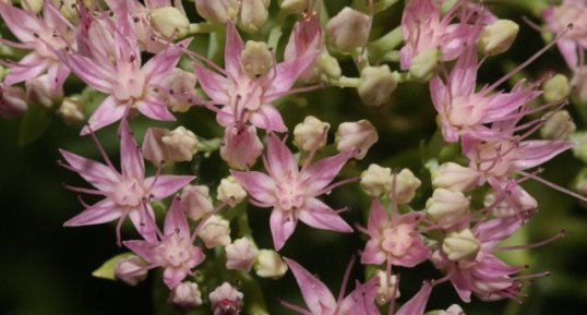 Fleur de sedum spectabilis