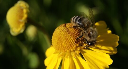 Abeille mélifère sur hélénie jaune