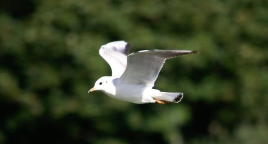 Mouette rieuse