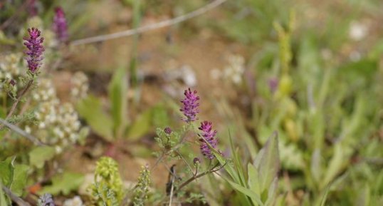 Fumeterre officinale