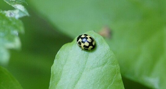 Propylea 14-punctata