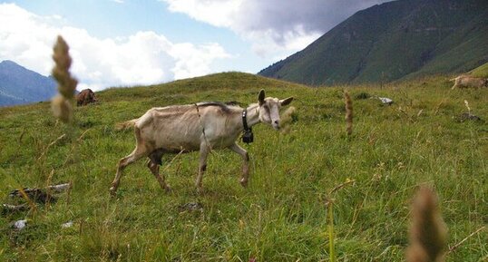 Chèvre