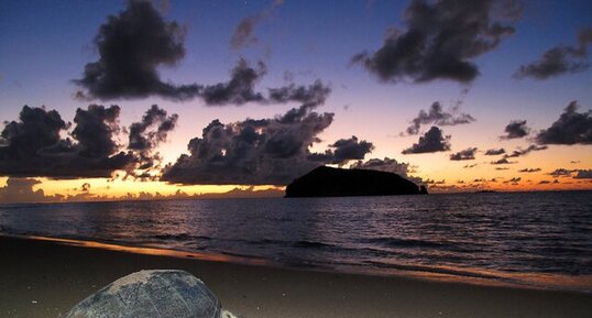 Tortue verte (Chelonia mydas)