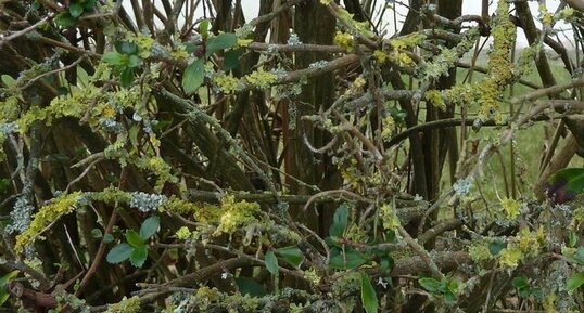 Lichen sur Escalonia