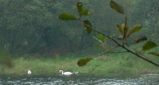 Cygne