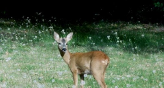 Faon de cerf d'Europe