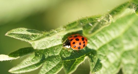 Coccinelle asiatique