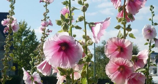 Roses trémières