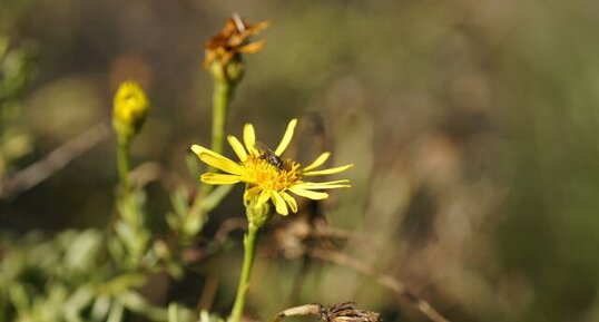 Fleur d'inule visqueuse