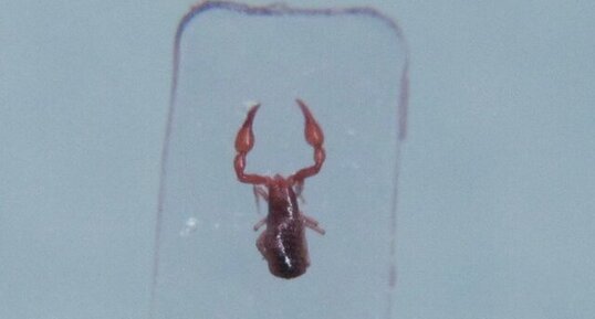 Pseudoscorpion