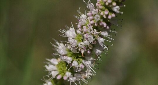 Fleur de Menthe aquatique