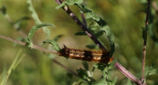 Chenille de la Buveuse