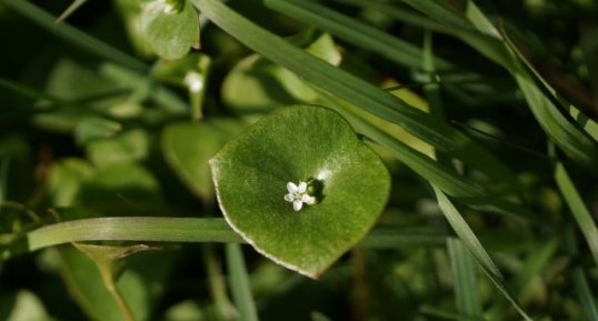 Claytonia perfoliata