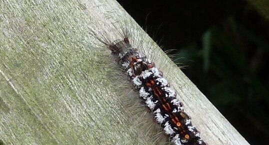 Chenille d'Euproctis similis. Le cul doré.