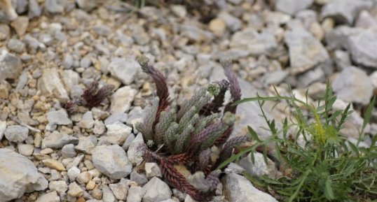 Sedum sédiforme