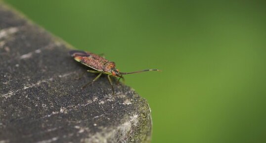 Pantilius tunicatus