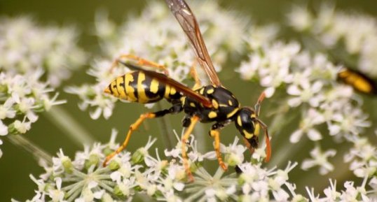 Polistes dominula