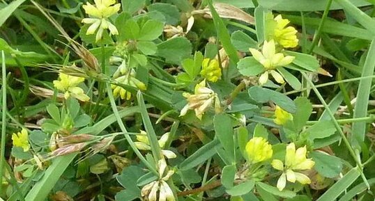 Anthyllis vulneraria