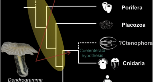 Comment classifier le Dendrogramma ?