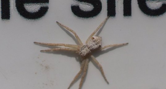 Philodromus sp. - sous réserve