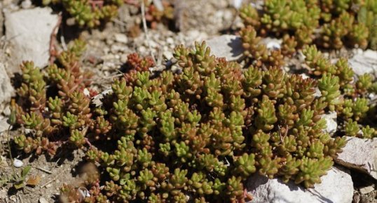 Sedum orpin