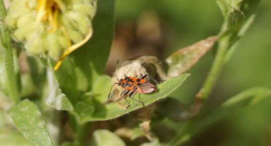 Corizus hyoscyami