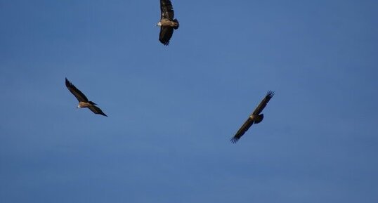 Vautour fauve