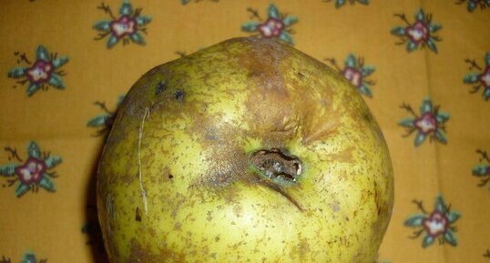 Pomme "Reinette d'Armorique" avant